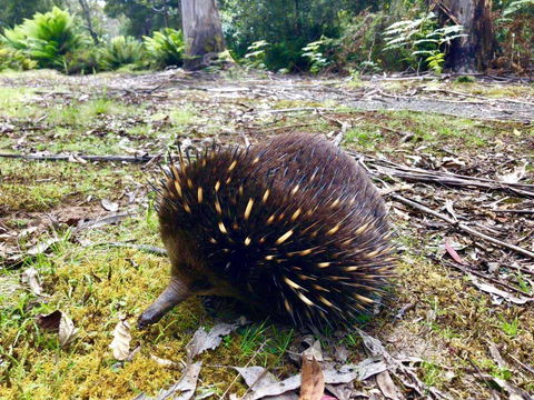 Lemonthyme Wilderness Retreat - Accommodation Coffs Harbour 13