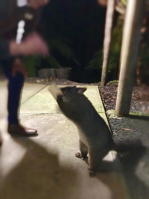 Lemonthyme Wilderness Retreat - Accommodation Coffs Harbour 35