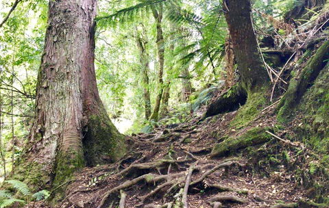 Lemonthyme Wilderness Retreat - Accommodation Coffs Harbour 23