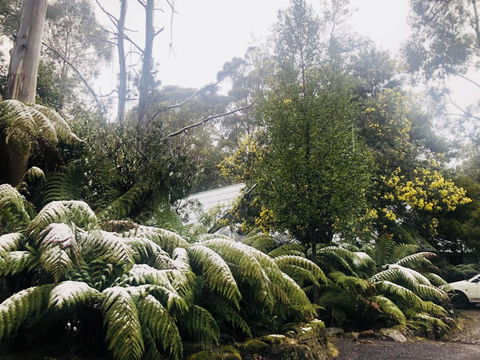 Lemonthyme Wilderness Retreat - Accommodation Coffs Harbour 16