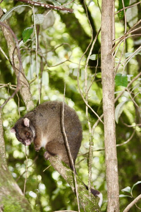 Lemonthyme Wilderness Retreat - Accommodation Coffs Harbour 26