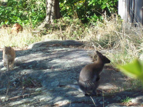 St. Pauls Bed & Breakfast - Accommodation Coffs Harbour 13