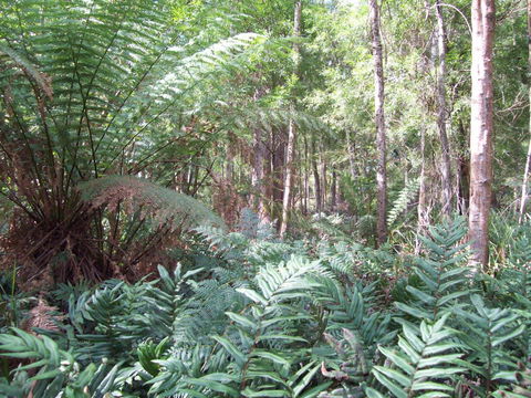 St. Pauls Bed & Breakfast - Accommodation Coffs Harbour 15