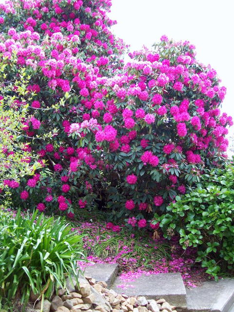 St. Pauls Bed & Breakfast - Accommodation Coffs Harbour 2