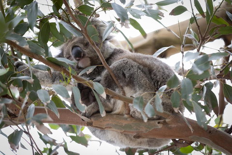 The Dolphin Apartments - Accommodation Coffs Harbour 6