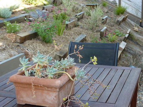 Saje\'s House & Pod - Accommodation Coffs Harbour 12