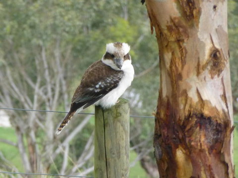 The Little House On The Hill - Accommodation Coffs Harbour 1