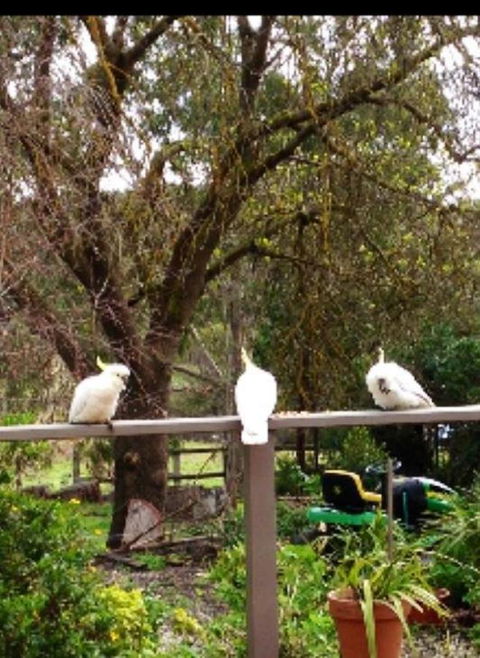 Australian Home Away @ Wonga Park Brushy Creek - Accommodation Coffs Harbour 20