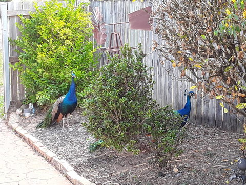 The Peacocks Nest - Accommodation Coffs Harbour 42