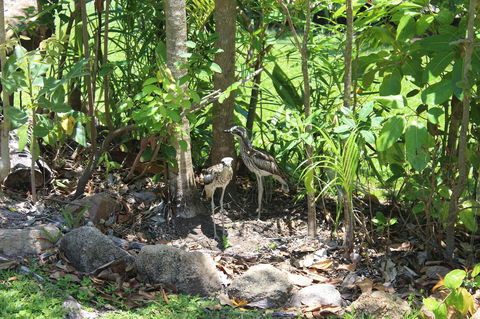Amaroo On Mandalay, Magnetic Island - Accommodation Coffs Harbour 40