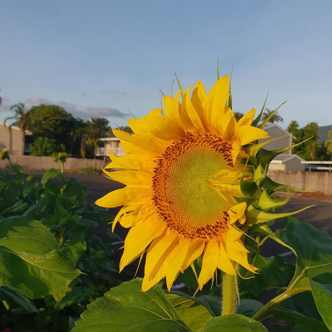 Palm Royale Cairns - Accommodation Coffs Harbour 4