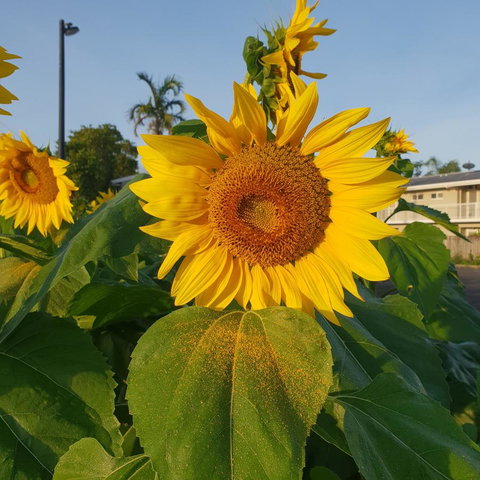 Palm Royale Cairns - Accommodation Coffs Harbour 1