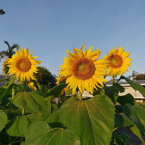 Palm Royale Cairns - Accommodation Coffs Harbour 3