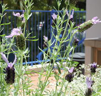 Surfers Beach Resort One - Accommodation Coffs Harbour