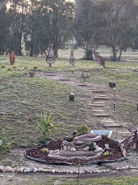 Australian Wildlife At Your Door - Accommodation Coffs Harbour 0