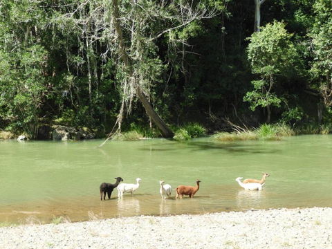 Avalon River Retreat - 400 Acre Riverside Oasis - Accommodation Coffs Harbour 4