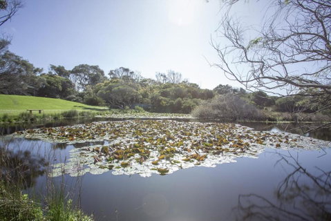 Apollo Bay Cottages- Sabine - Accommodation Coffs Harbour 4