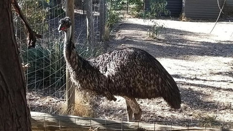BAROSSA HILLS COTTAGES - Accommodation Coffs Harbour 3