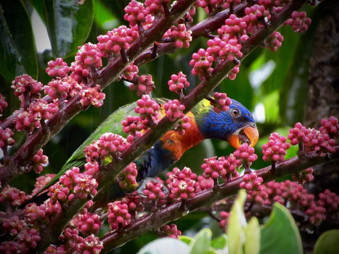 Daintree Manor B&B - Accommodation Coffs Harbour 4