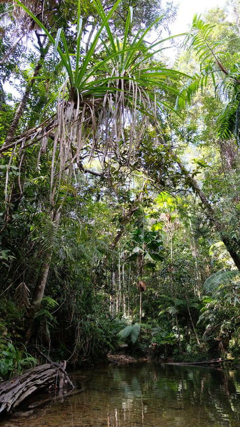 Daintree Manor B&B - Accommodation Coffs Harbour 7