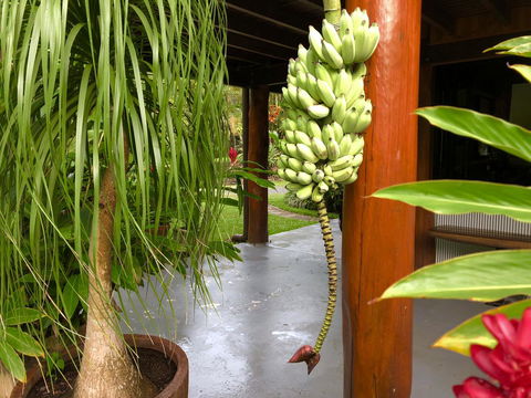 Daintree Manor B&B - Accommodation Coffs Harbour 10