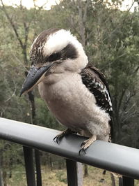 Book Tallebudgera Accommodation Vacations Accommodation Coffs Harbour Accommodation Coffs Harbour