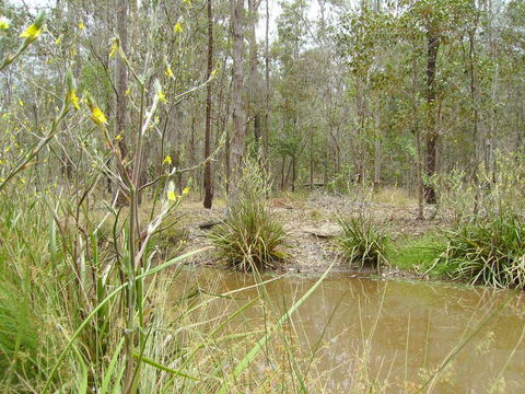 Back To The Bush - Accommodation Coffs Harbour 2
