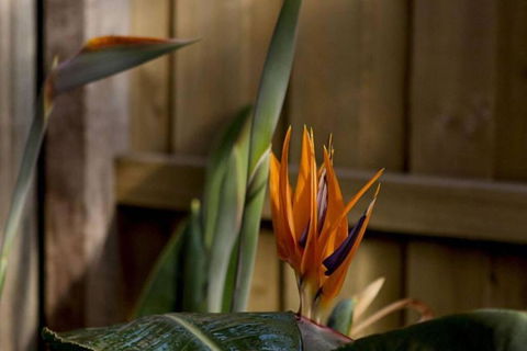Rose Cottage - Accommodation Coffs Harbour 1