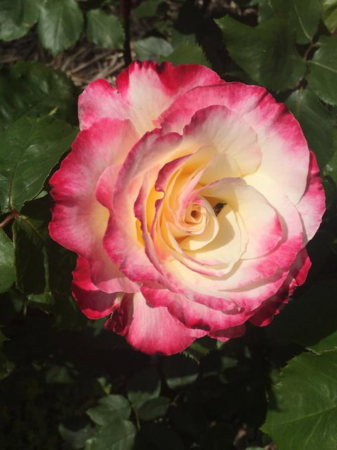 Birchwood Cottage - Accommodation Coffs Harbour 0