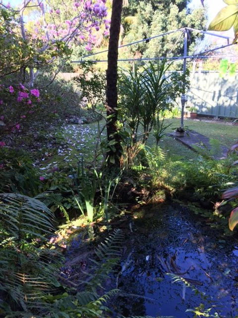 The Singing Frogs Studio - Accommodation Coffs Harbour 0