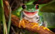 The Singing Frogs Studio - thumb 1