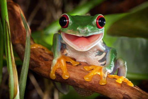 The Singing Frogs Studio - Accommodation Coffs Harbour 1