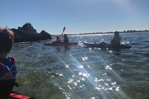 Penguin Island And Fremantle - Canoe, Chocolate & Coffee - Accommodation Coffs Harbour 1