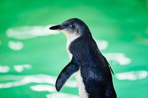 Penguin Island And Fremantle - Canoe, Chocolate & Coffee - Accommodation Coffs Harbour 4