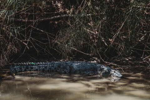 Kakadu Full-Day Tour From Darwin With Lunch - Accommodation Coffs Harbour 4