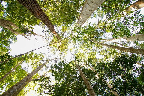 Fraser Island 4WD Tour From Noosa - Accommodation Coffs Harbour 0