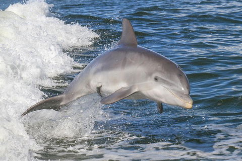 Noosa Oceanrider Scenic Dolphin Safari - Accommodation Coffs Harbour 0