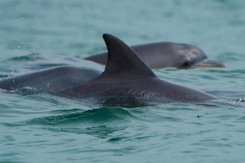 Noosa Oceanrider Scenic Dolphin Safari - Accommodation Coffs Harbour 1