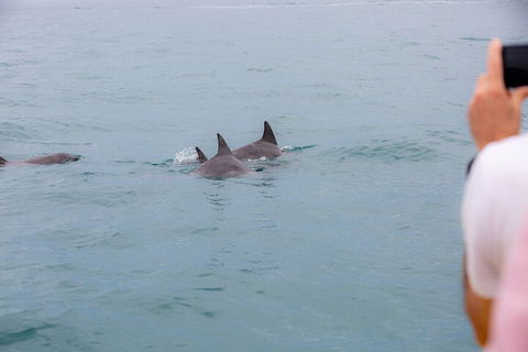 Noosa Oceanrider Scenic Dolphin Safari - Accommodation Coffs Harbour 2