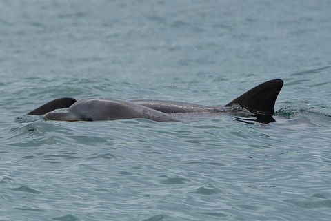 Noosa Oceanrider Scenic Dolphin Safari - Accommodation Coffs Harbour 3