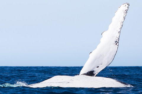 2-Hour Guided Whale Watching Tour At Noosa - Accommodation Coffs Harbour 0