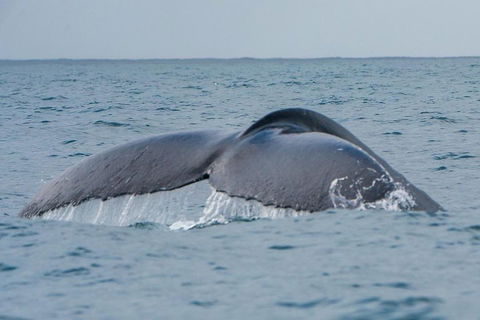 2-Hour Guided Whale Watching Tour At Noosa - Accommodation Coffs Harbour 1