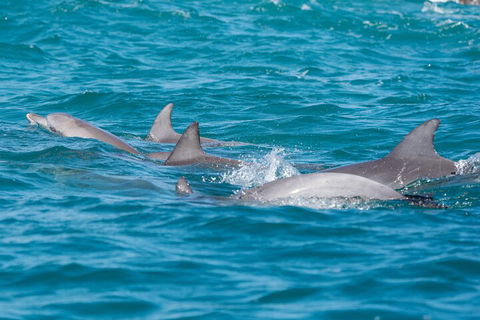 2-Hour Guided Whale Watching Tour At Noosa - Accommodation Coffs Harbour 2