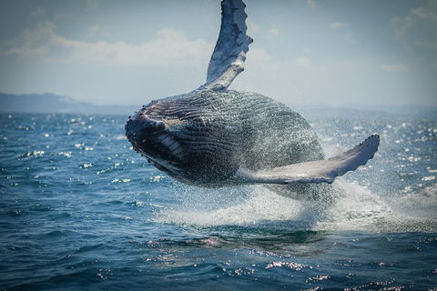 2-Hour Guided Whale Watching Tour At Noosa - Accommodation Coffs Harbour 3
