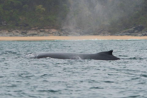 2-Hour Guided Whale Watching Tour At Noosa - Accommodation Coffs Harbour 5