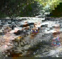 Daintree Rainforest Cape Tribulation Mossman Gorge Small-Group Day Tour