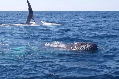 Noosa Whale Watching - Accommodation Coffs Harbour 0