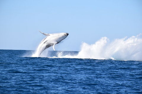 Noosa Whale Watching - Accommodation Coffs Harbour 1