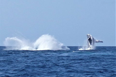 Noosa Whale Watching - Accommodation Coffs Harbour 2