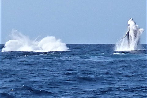 Noosa Whale Watching - Accommodation Coffs Harbour 3